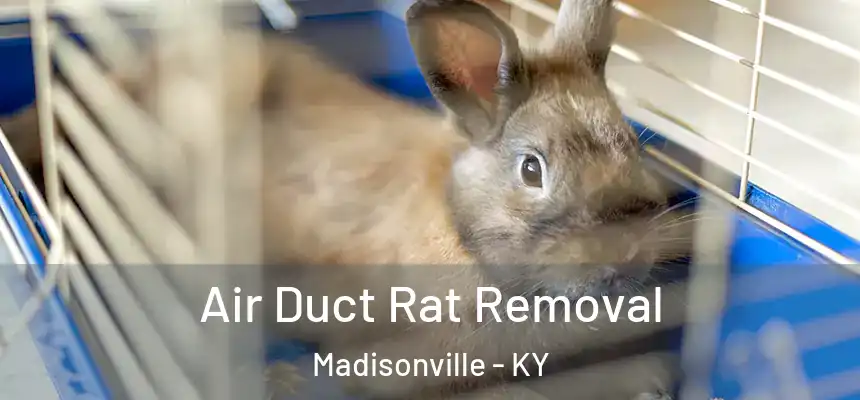  Air Duct Rat Removal Madisonville - KY