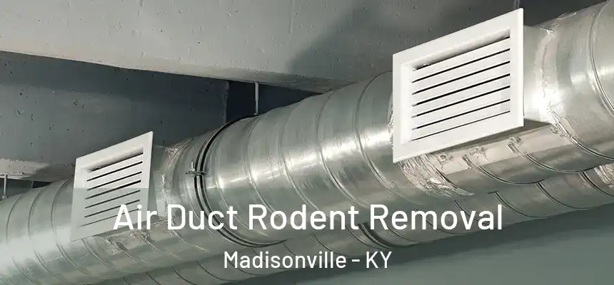 Air Duct Rodent Removal Madisonville - KY